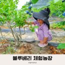 금순이농장 | 대전근교 블루베리 체험농장 아이랑 가볼만한곳 금산 달월농장