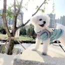 베아또(Beatto) 네이버블로그