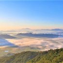 보성벌목