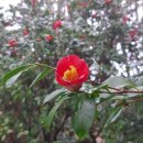 오동도 바람골 이미지