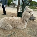 사천승마장 | 대관령 아기동물 농장 초등학생방학 가볼만한곳 사천해변 강릉비올때갈만한곳 동물 실내체험활동 먹이...