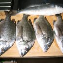 서브마린 이미지