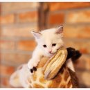 전주강아지분양 고양이분양 24시 데려가개 전주점 이미지