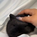 선셋 햄스터리 이미지