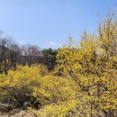 멍하니반하다 | 구례 산수유마을 상위마을 다녀온 후기｜산수유꽃축제 절정 풍경에 반하다