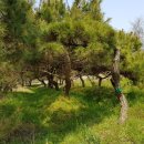 덩쿨농장 이미지