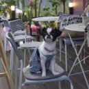 이자매펫미용원 이미지