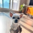 마닐마닐 수제간식 이미지