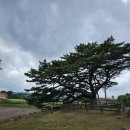 제주 수산리 곰솔 | 코스 추천-3일차 한담해안산책로, 제주수산리곰솔, 알작지, 이호테우, 오션스위츠제주호텔, 제주동문시장