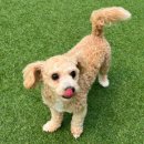 멍크라운 이미지