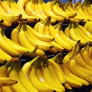바나나 멸종 막을 마다가스카르 바나나 딱 5그루 남았다 이미지