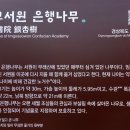 임고서원의 은행나무 티스토리
