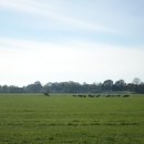 라임나무 이미지