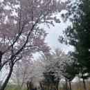 양재천 벚꽃 ㅎ 이미지