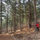 치유의 숲 이미지