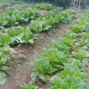 조안 농장 이미지