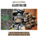 5월28일.뻘낙지,부세굴비,바지락살,매생이,홍어회,민물장어,꽃게탕,갑오징어+전복물회,해신탕,배오징어,멸치,곱창김,자연산돌미역 이미지