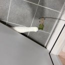 신종리 공중화장실(7) | 아기고양이 이갈이 장난감으로도 추천! 캣디피 캣닢 냥캔디로 형아냥도 날아다닌 후기