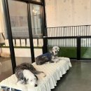 휘게 펫케어 이미지