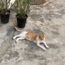 우나돌체