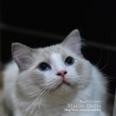 마론도리스(Marondollis) 이미지