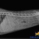 옥수수 동물병원 이미지