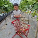 남사농장 | 내돈내산 화성 동탄 딸기체험 농장 재방문 후기 '딸기랑 소풍가기 좋은날' 동물 먹이주기 체험