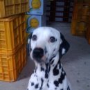 달마시안 이미지