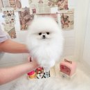 펫 탑 클래스 이미지