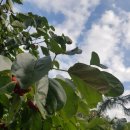 복골농장 이미지