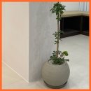 분당-172 이미지