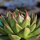 마리아농장 이미지