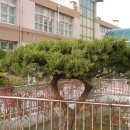 서대전초등학교 이미지