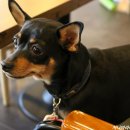 쁘띠하개 이미지