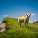 양한마리 이미지