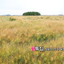 꽃특집_트로트_청보리_작사 윤영 송연화_가수 왕언니_작 편곡_수노_기획 프로듀서 윤기영 이미지