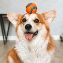 우리집 댕댕이 이미지