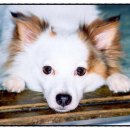 무지개다리 이미지