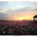 코스모스공원 이미지