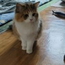 보리펫택시 이미지