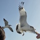 해뜨는민박 | 군산 신시도 1박 3식 &#39;해뜨는식당민박&#39; 메뉴 / 가격 / 후기