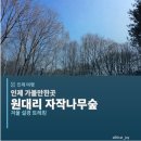 자작나무도서관 | 인제 가볼만한곳 원대리 자작나무숲길 I 겨울 설경 트레킹완벽가이드
