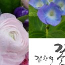김향석꽃방