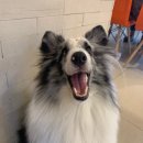 수정애견미용실 네이버블로그