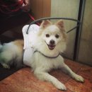 동탄24시동물의료센터 이미지