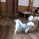 댕댕식당 네이버블로그