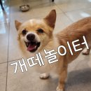 개떼놀이터 남양주 [애견운동장 강아지놀이터 펫 반려견] 이미지