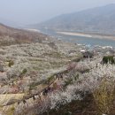 매화1길 이미지