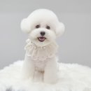 몽트라슈 이미지