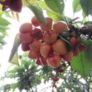 대련농장 이미지